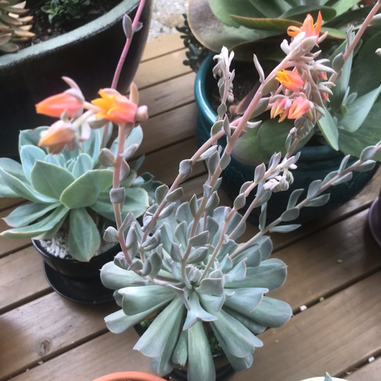 Plant image Echeveria Pinwheel Revolution
