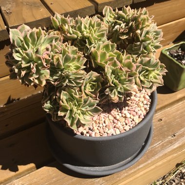 Aeonium Sunburst cristata