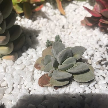 Crassula 'Morgan's Beauty'