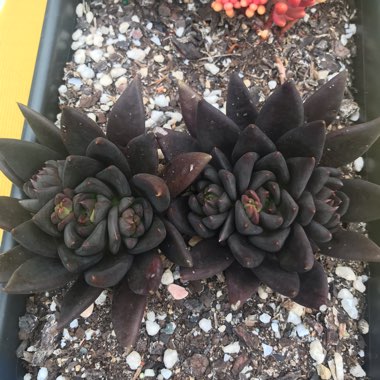 Echeveria Affinis sp.