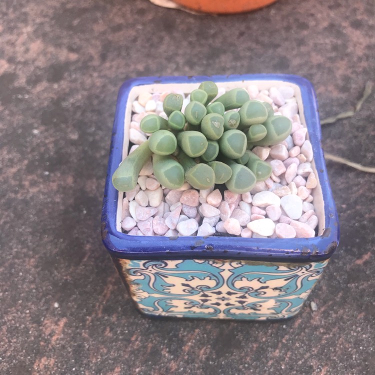 Plant image Fenestraria aurantiaca