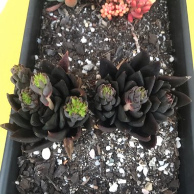 Echeveria Affinis sp.