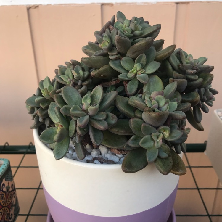 plant image 968708