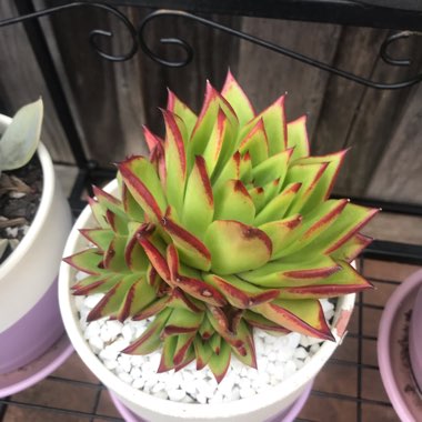Echeveria Agavoides Red Edge