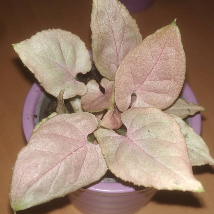 Plant image Syngonium 'Neon'