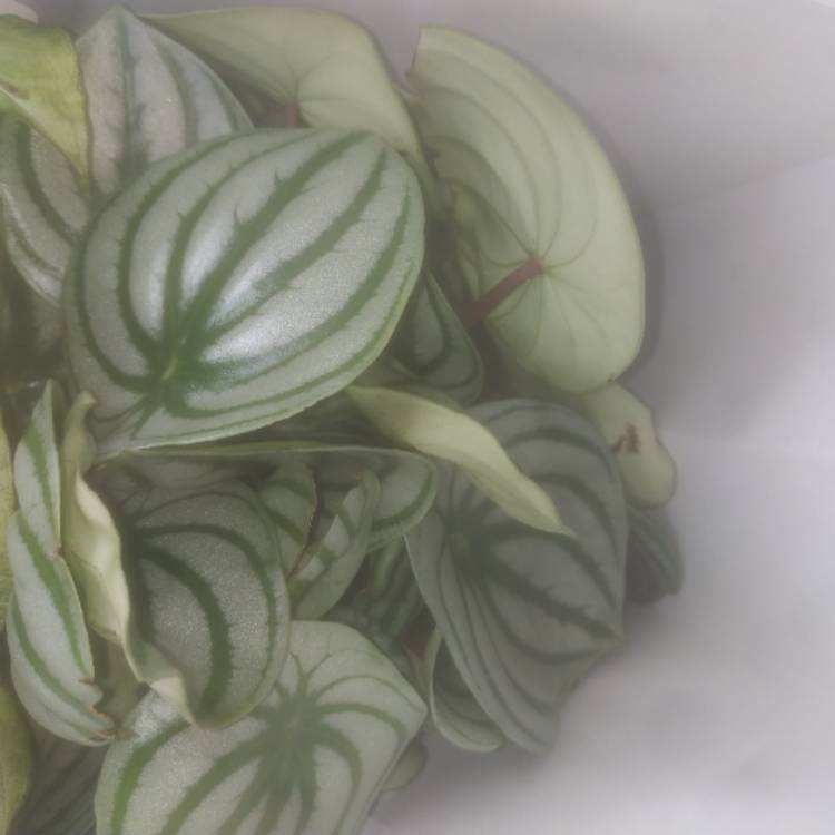 Plant image Peperomia sandersii