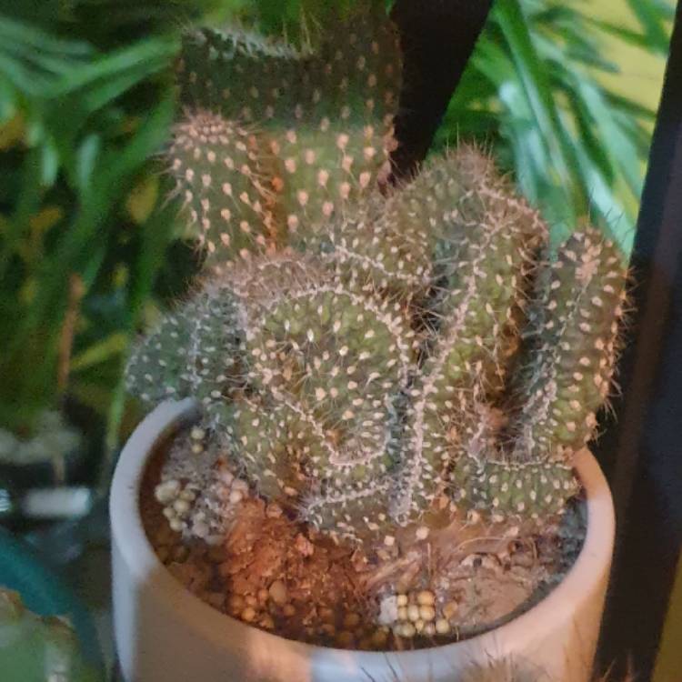 Plant image Rebutia pulvinosa