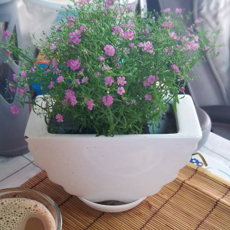 plant image 1316477