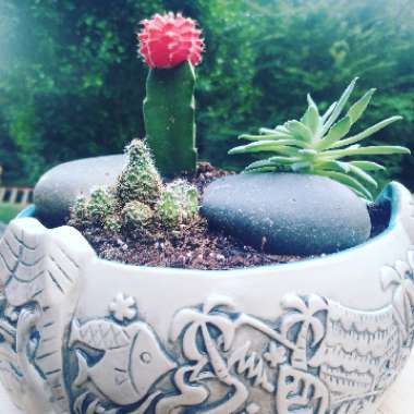 lamar's garden
