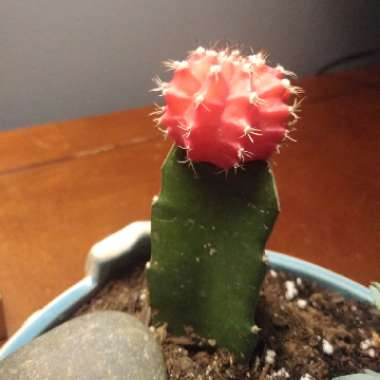 Moon Cactus (Graft)