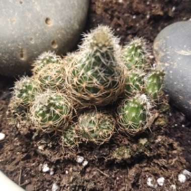 Lady Finger Cactus 'Copper King'