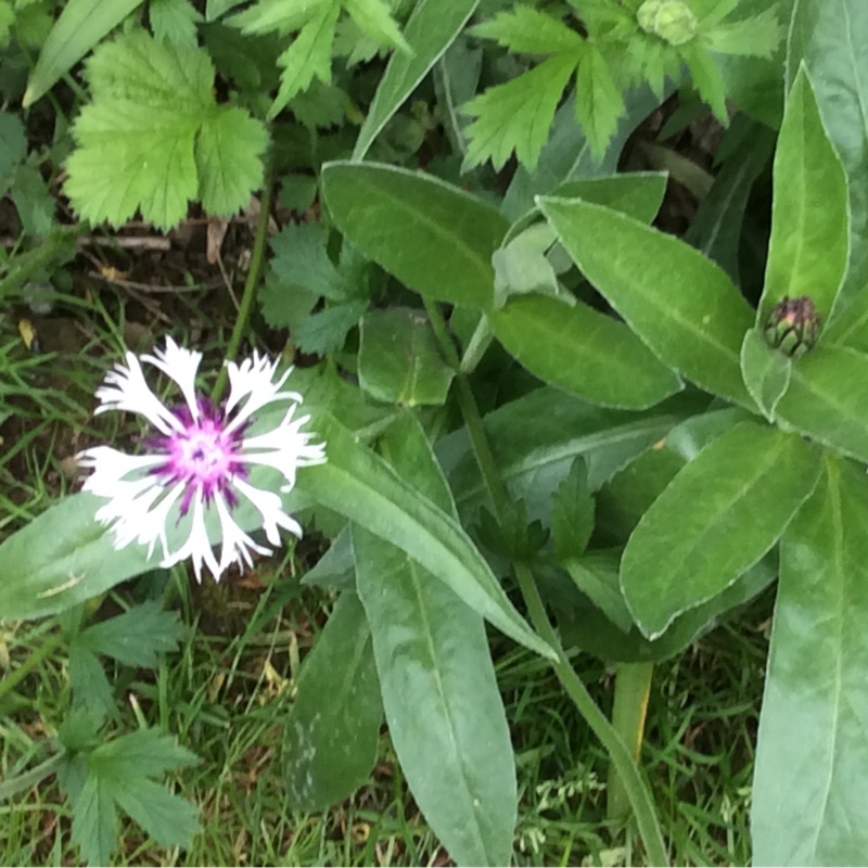 Plant image Centaurea montana 'Purple Heart'