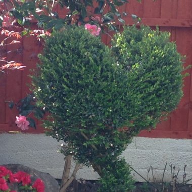 Buxus sempervirens