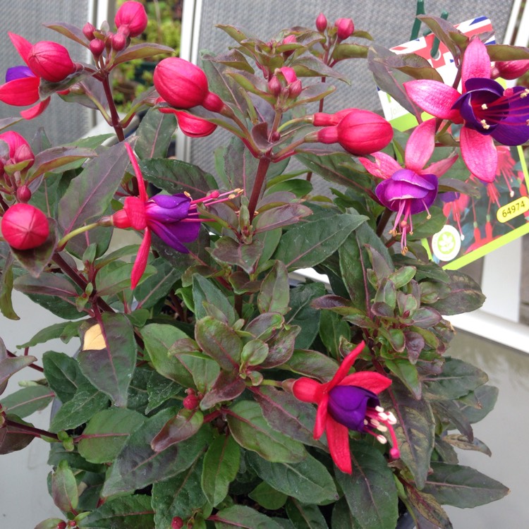 plant image 203841