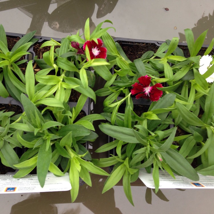 Plant image Dianthus barbatus 'Sweet™ Black Cherry'