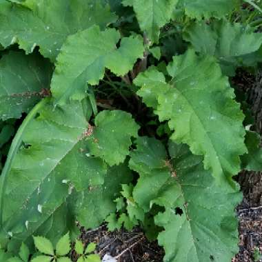 Arctium lappa