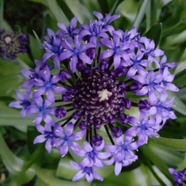 Portuguese Squill