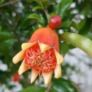 Pomegranate