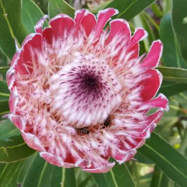 Protea