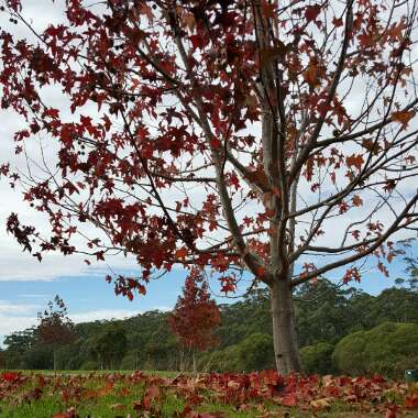 Liquidambar styraciflua
