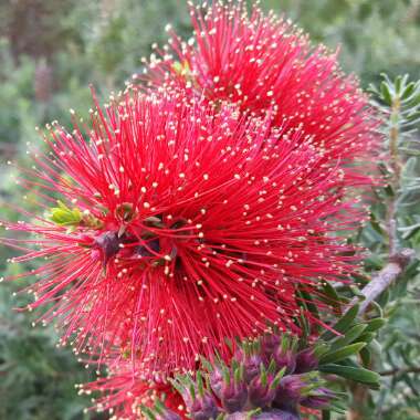 Bottlebrush