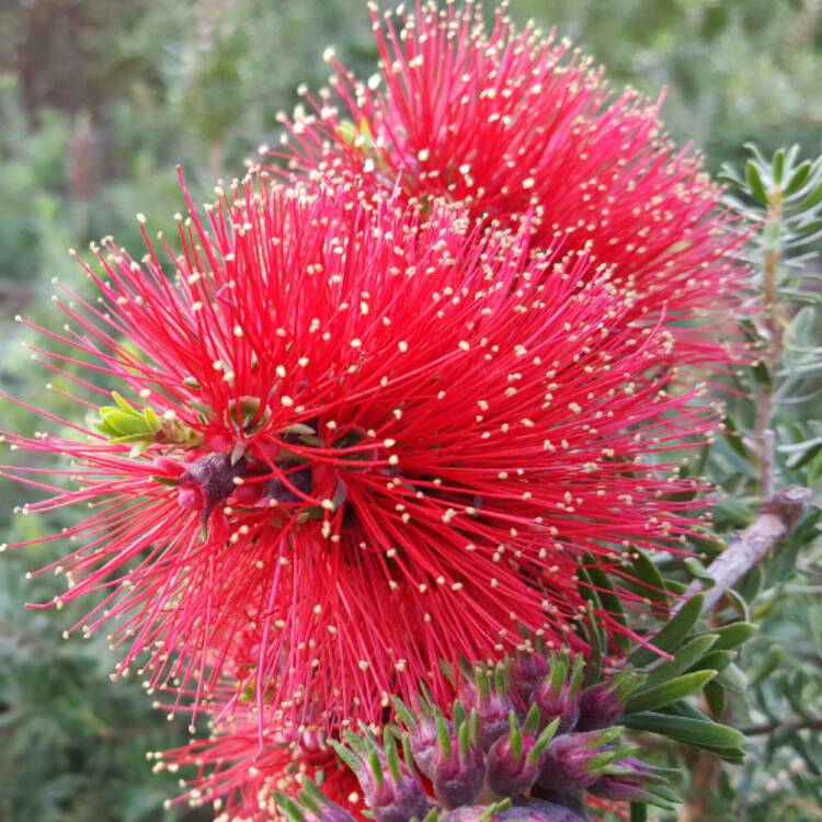 plant image 408529