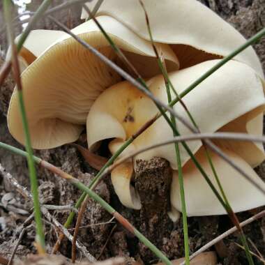 Fungus
