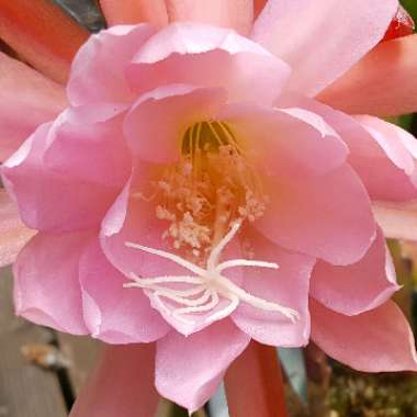 Zygocactus,Thanksgiving Cactus