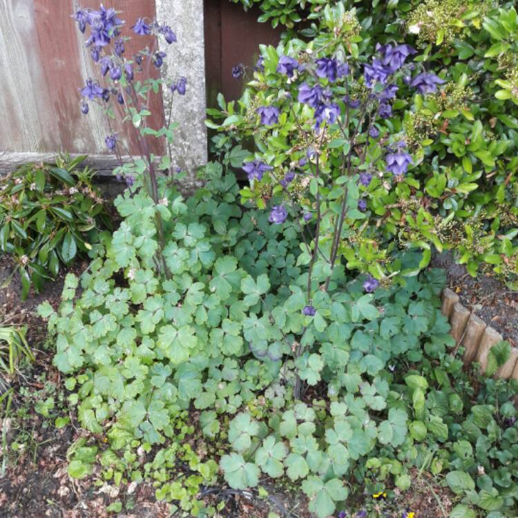 Plant image Aquilegia Vulgaris 'Purple Emperor'