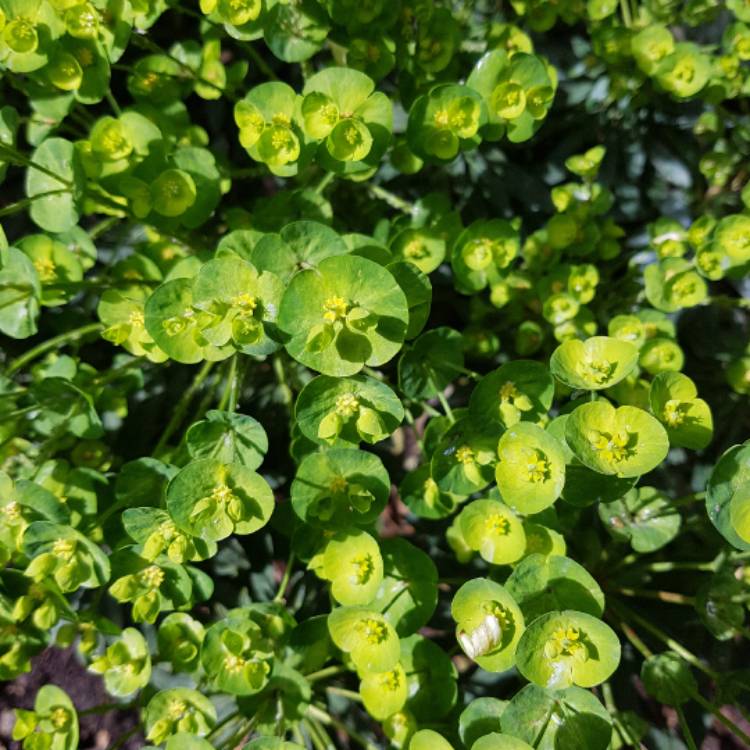 Plant image Euphorbia amygdaloides 'Golden Glory'