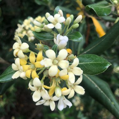 Pittosporum tobira