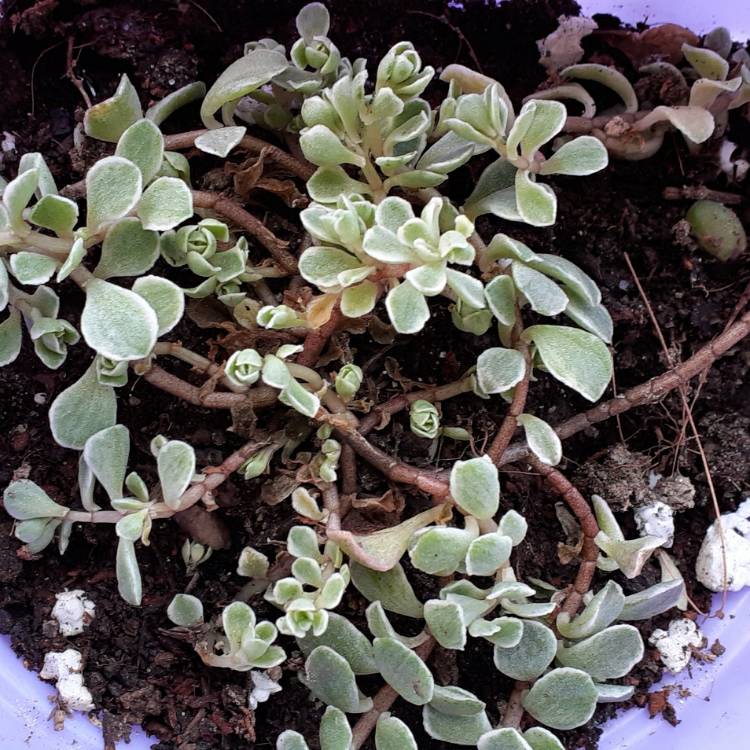 Plant image Sedum Spurium Tricolor