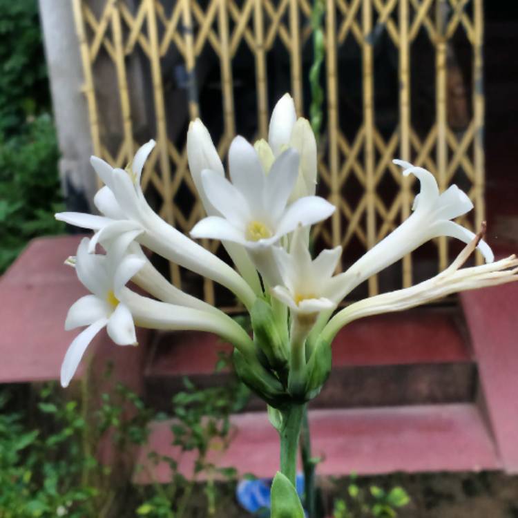 Plant image Polianthes tuberosa