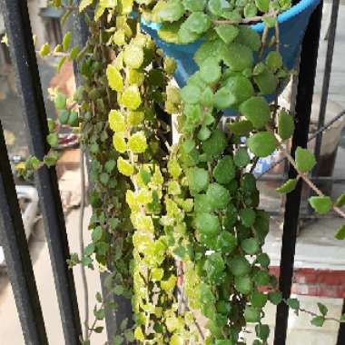 Dischidia ruscifolia