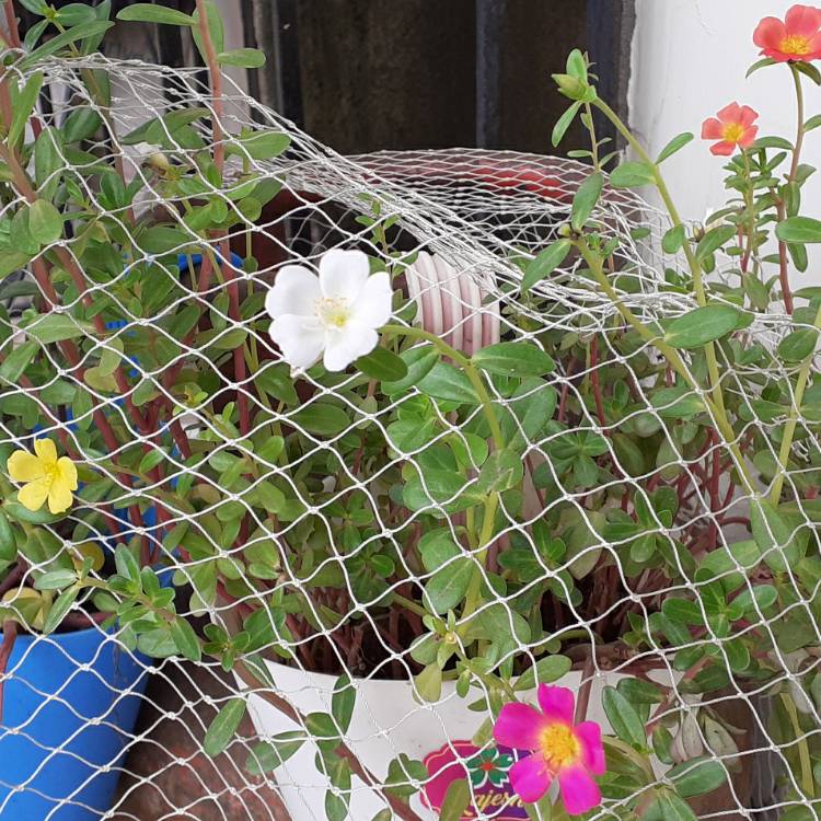 Plant image Portulaca oleracea 'Sun Jewels'
