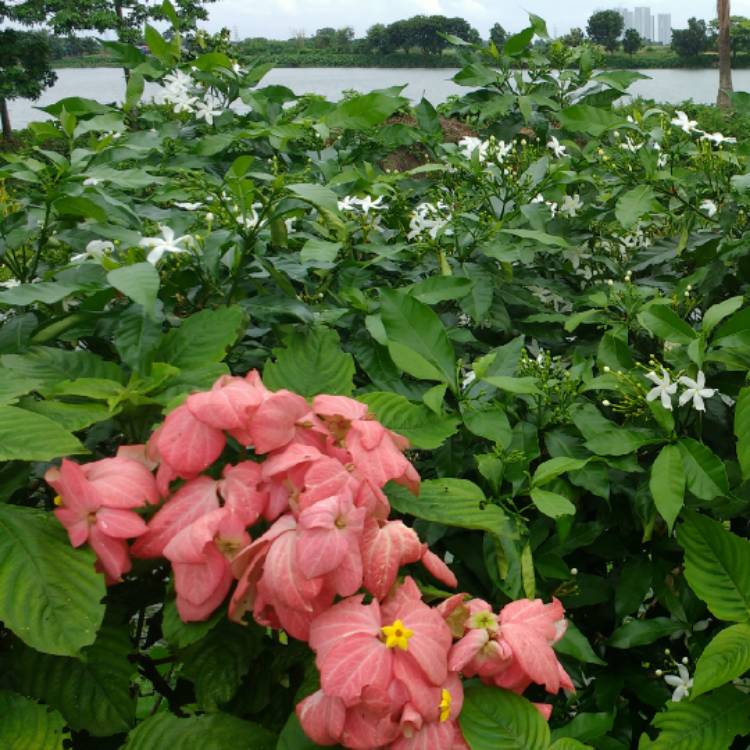 Plant image Mussaenda
