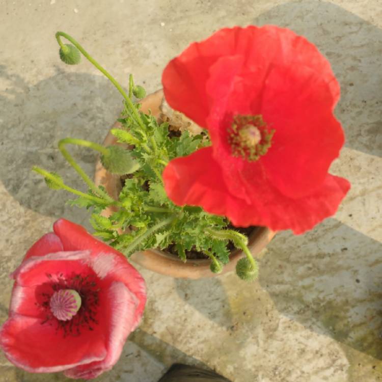 plant image 1266707