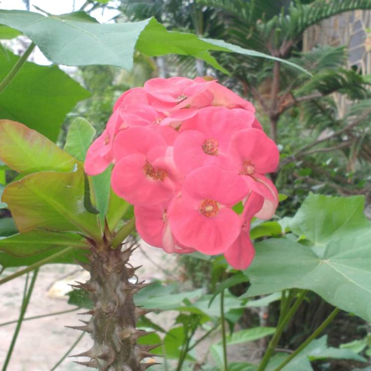 plant image 1284504
