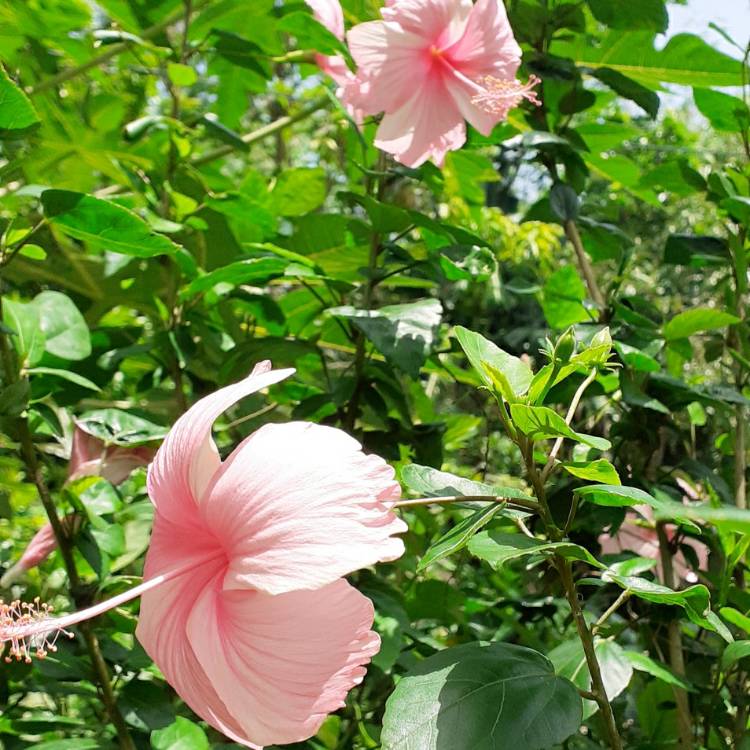 Plant image Hibiscus rosa-sinensis 'Lipstick'