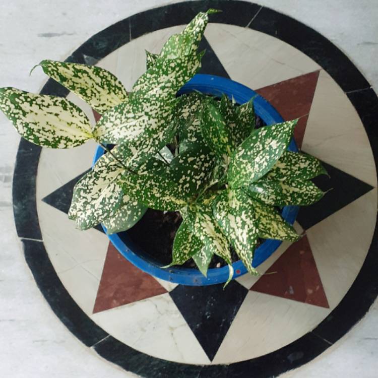 Plant image Dracaena godseffiana syn. D. surculosa 'Florida Beauty'