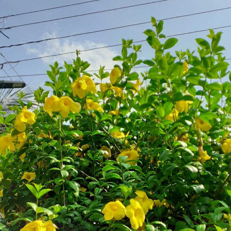 Plant image Allamanda cathartica