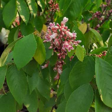 Averrhoa Carambola