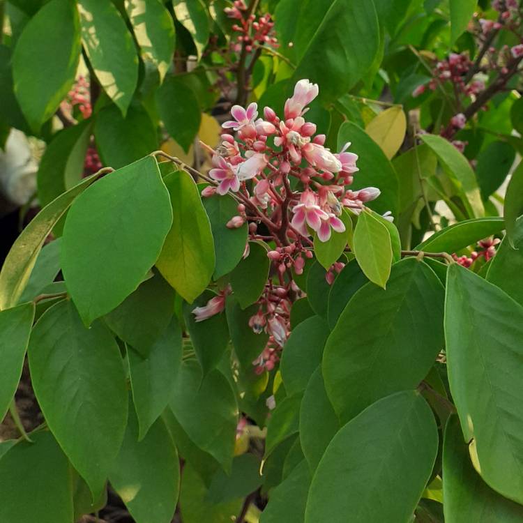 Plant image Averrhoa Carambola