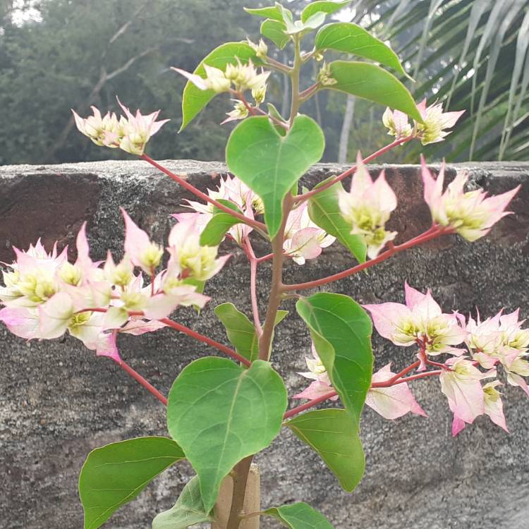 Plant image Bougainvillea 'Imperial Thai Delight'