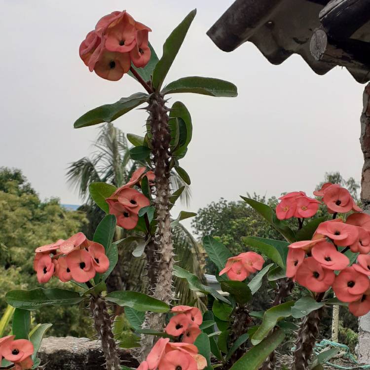 plant image 1464569