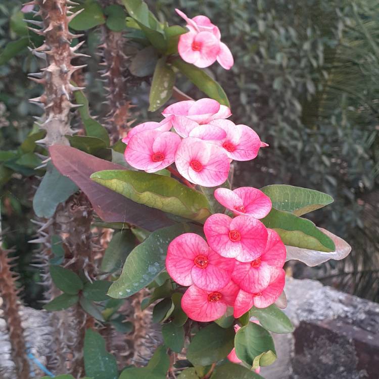 plant image 1470577