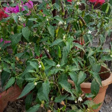 Capsicum annuum 'Black Cobra'