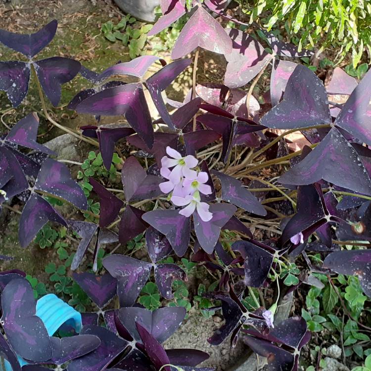 Plant image Oxalis 'Black Velvet'