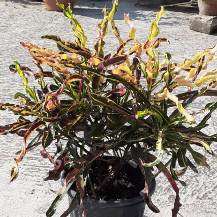 Plant image Codiaeum variegatum 'Victoria Gold Bell'