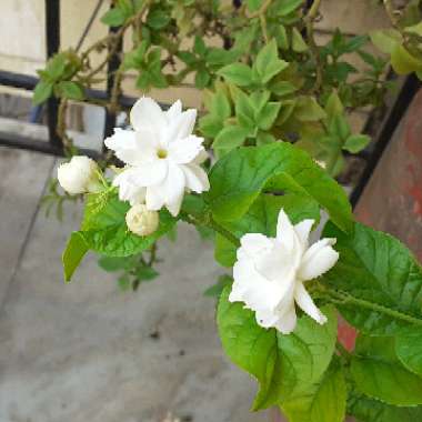 Jasminum sambac